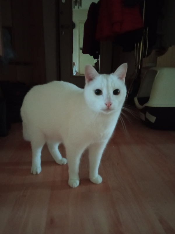Кот-подонок