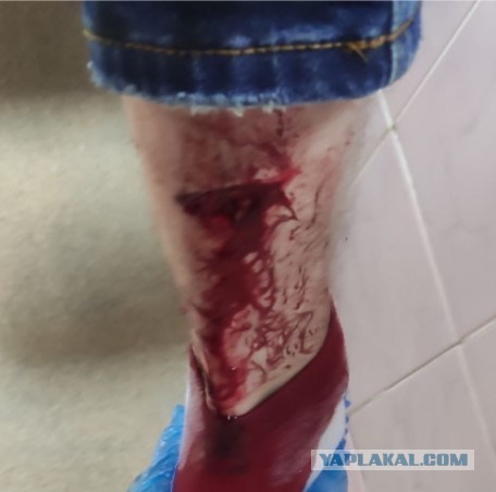 Пенсионерка ударила собаку по голове