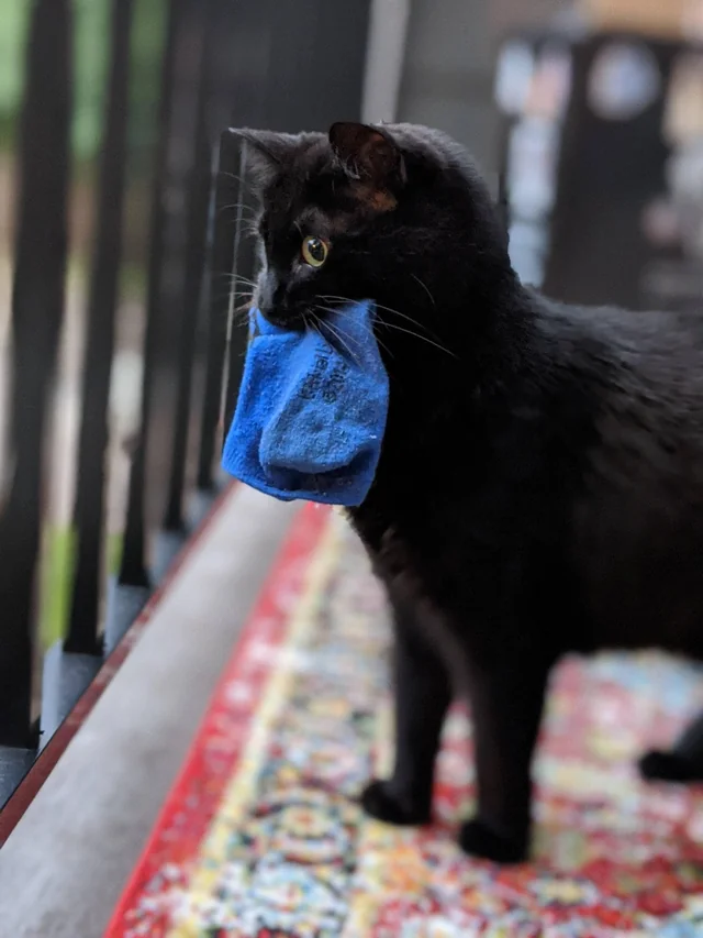 Начинаем котовторник.