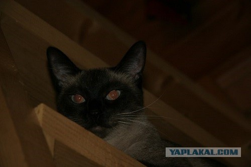 Котовторник 16.04.2013