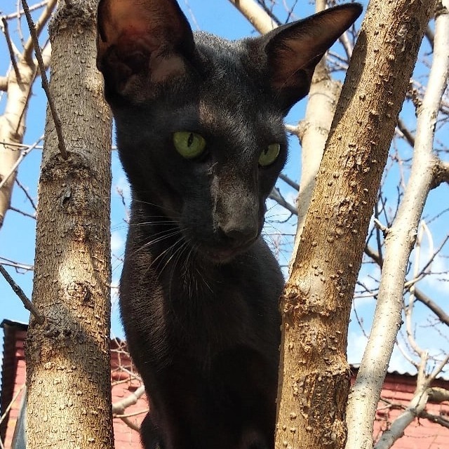 Кошка Фрося
