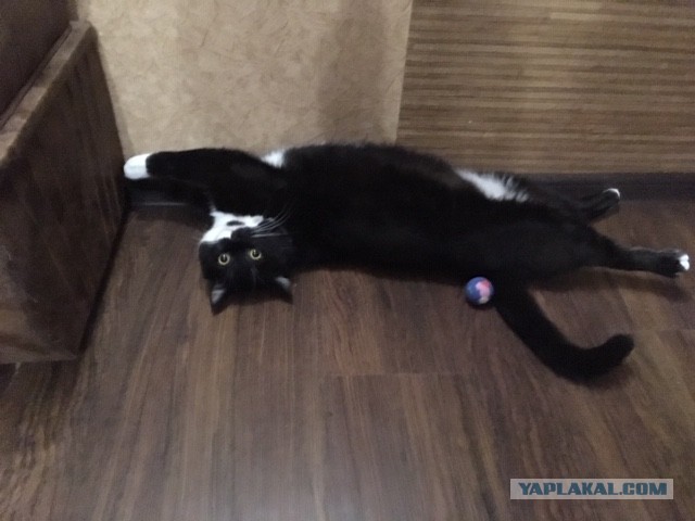 Поверья о кошках