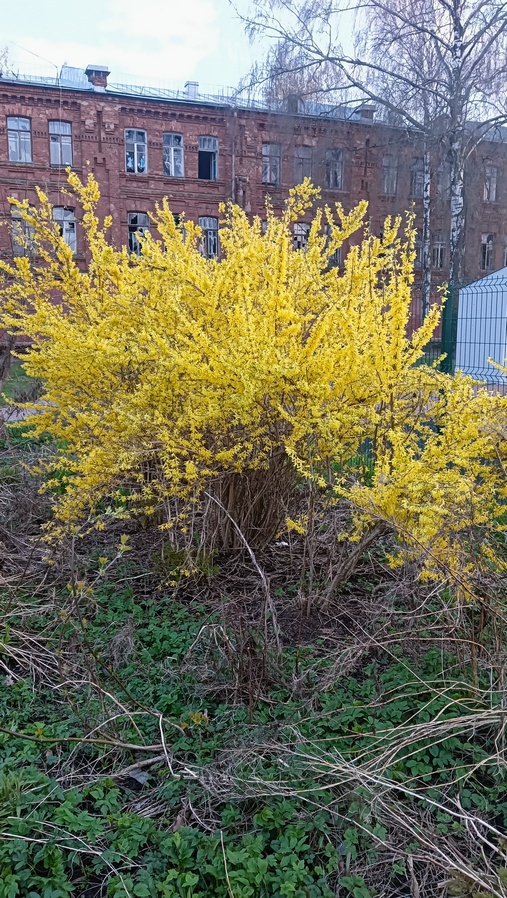 Роза-брюква