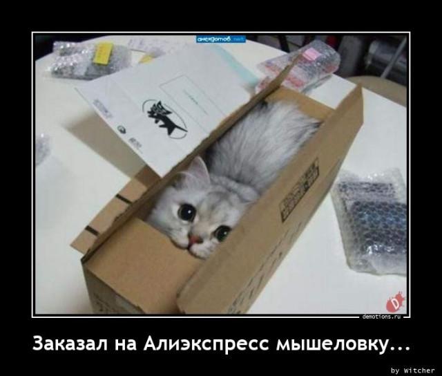 Подборка картинок-баянов с котиками и про котиков. Выпуск 21