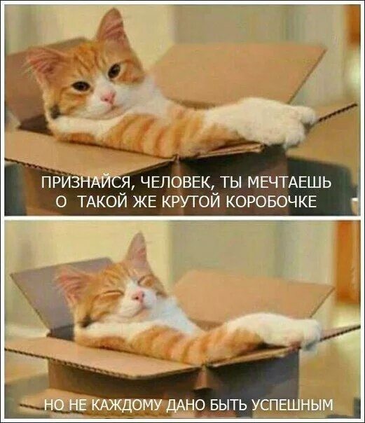 Котовфторник