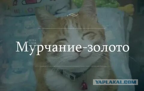 Тарахтелка
