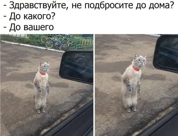 К котовторнику: подборка картинок-баянов с котиками и про котиков. Выпуск 46