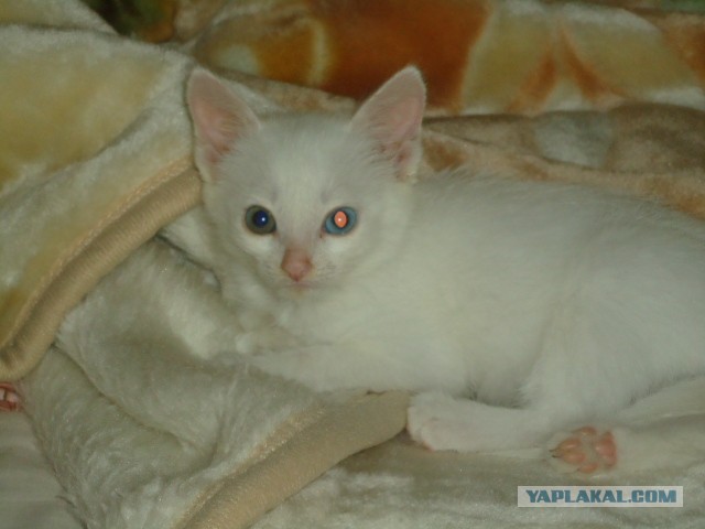 Коты и время