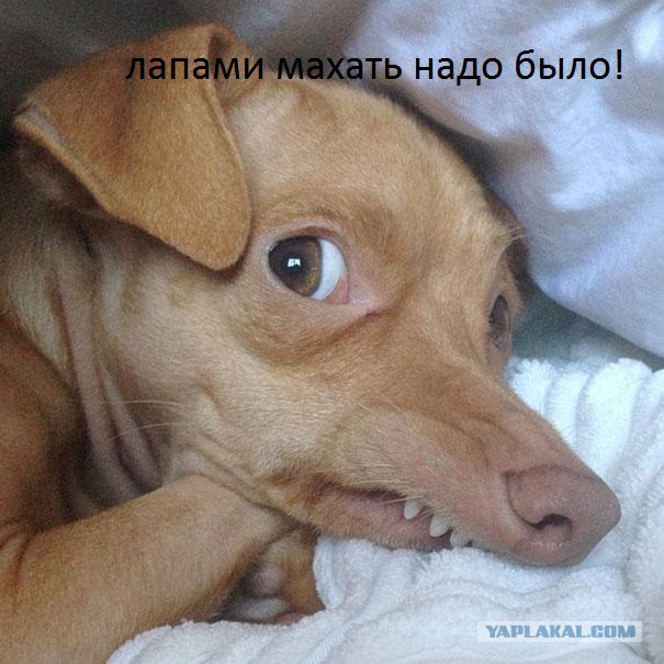 Велосипедист