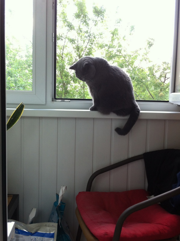Котовторник 27.5.2014