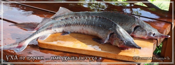 Уха по-царски ...
