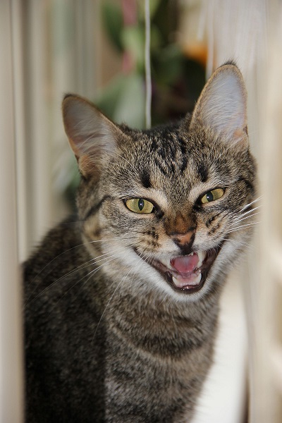 Котовторник