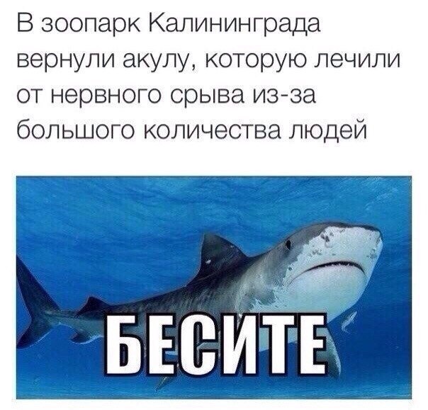 Нападение акулы на рыбака-каякера