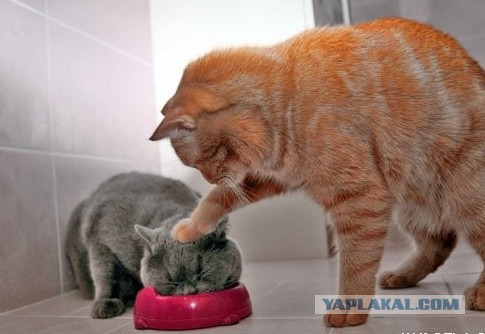 Котовторник 03.11.2015