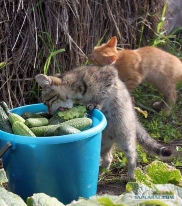 Кошки и другие