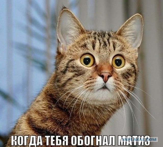 Коты, они - как люди!