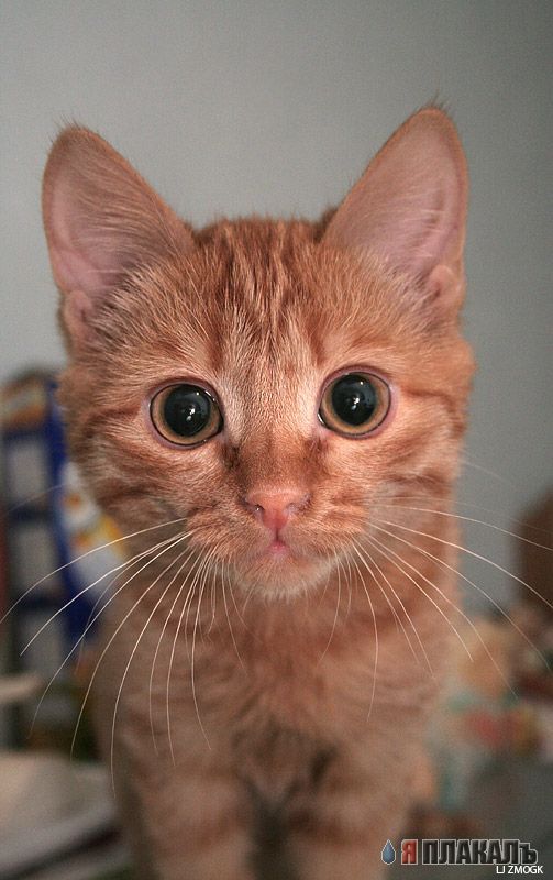 Коты, кошки, котята