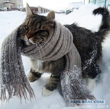 Ну, очень нервная кошка.
