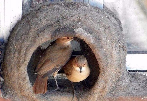 Божьи твари