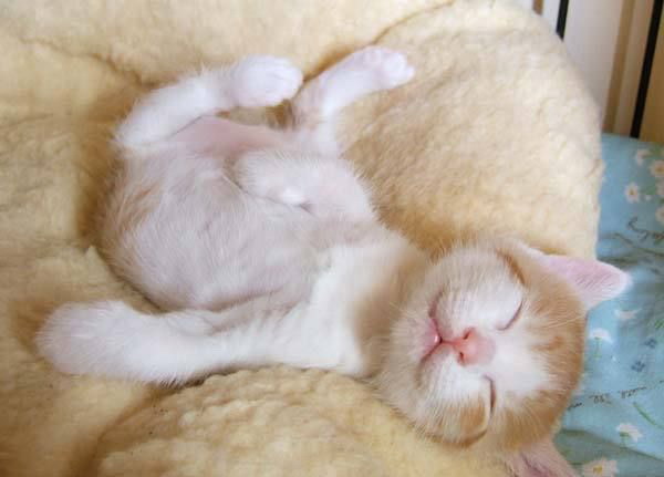 Дюжина кошаков