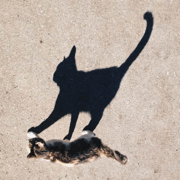 Котовторник на вторник, Котовторник