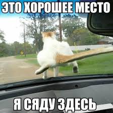 Картинки из интернетов