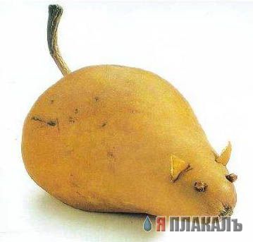 ЗВЕРЕОВАЩИ