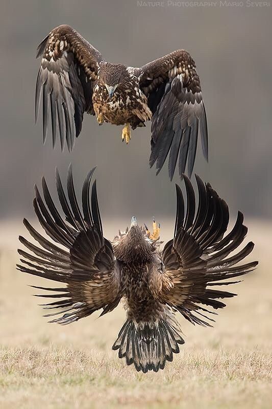 Ага, снова эти картинки и гифки