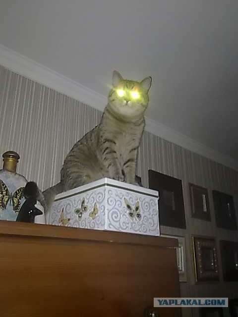 Котовторник 08.11.2016