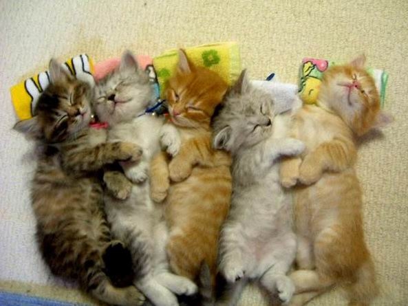 Коты из сети