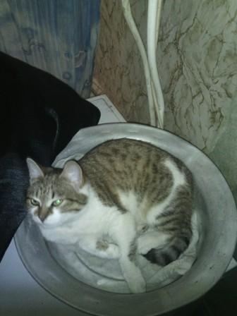 Коты из сети