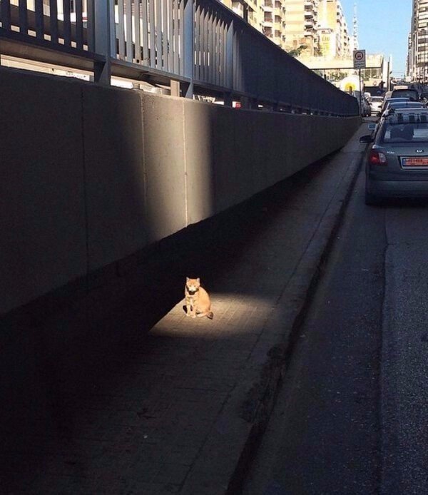 ГЛАГОЛящие коты