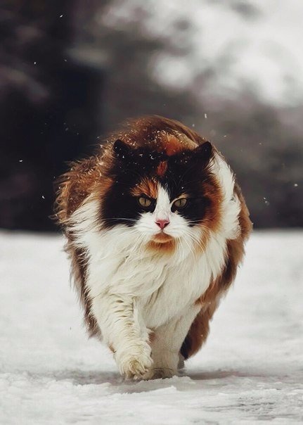 Коты из сети