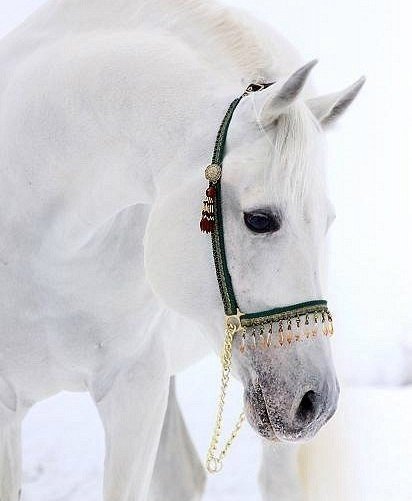 Самые смешные животные