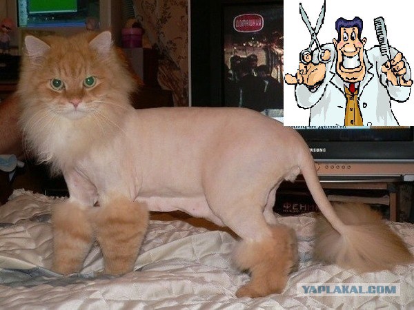 Дурацкие причёски