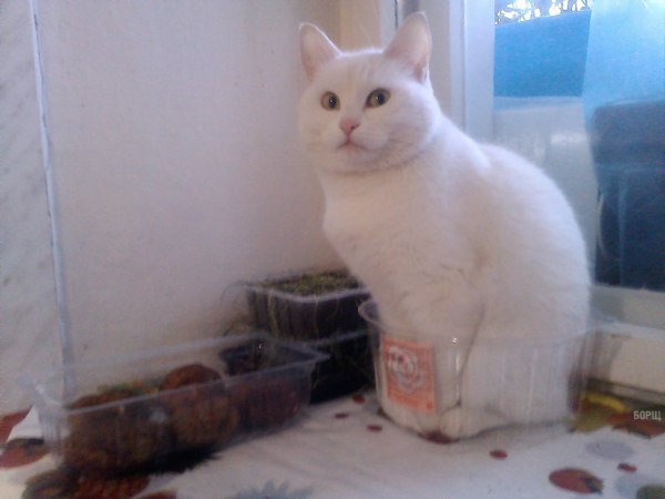 Коты и Кошки