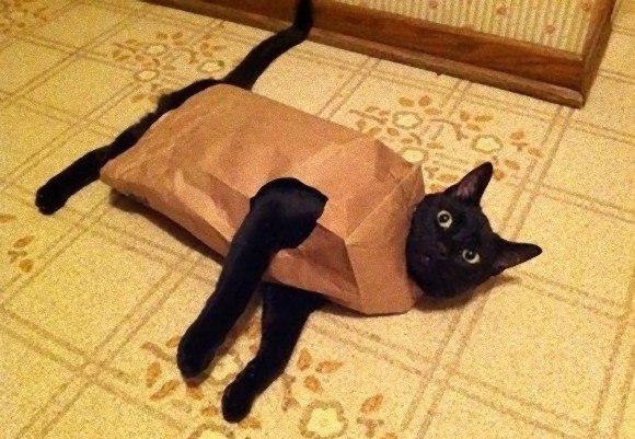 Коты и Кошки