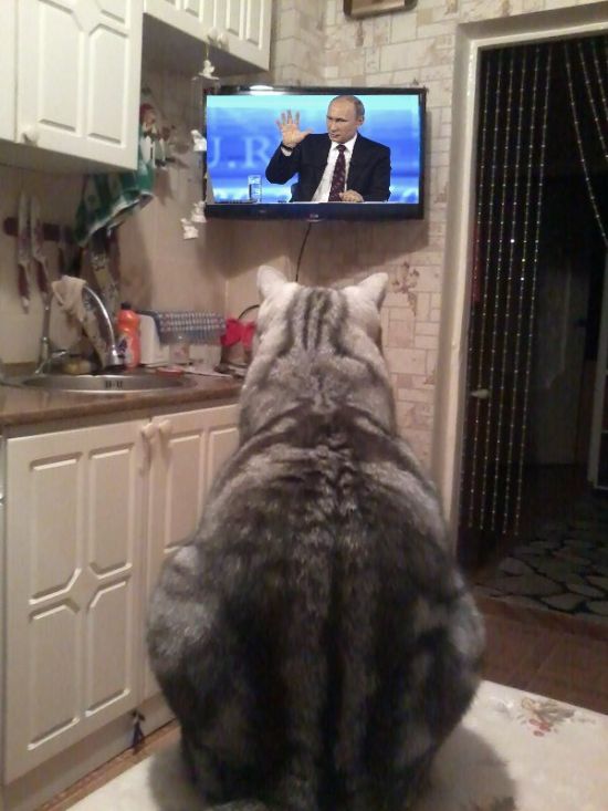 Коты и Кошки