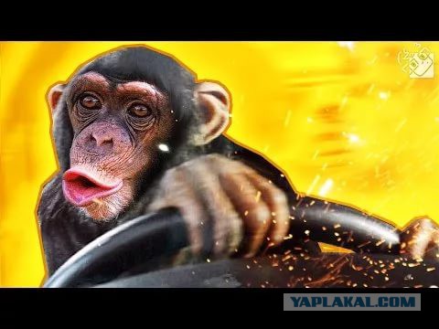 Женские авто-таланты