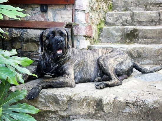 В Москве собака насмерть загрызла своего хозяина
