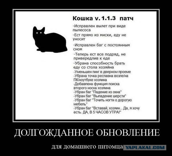 Котовторник 07.11.2017