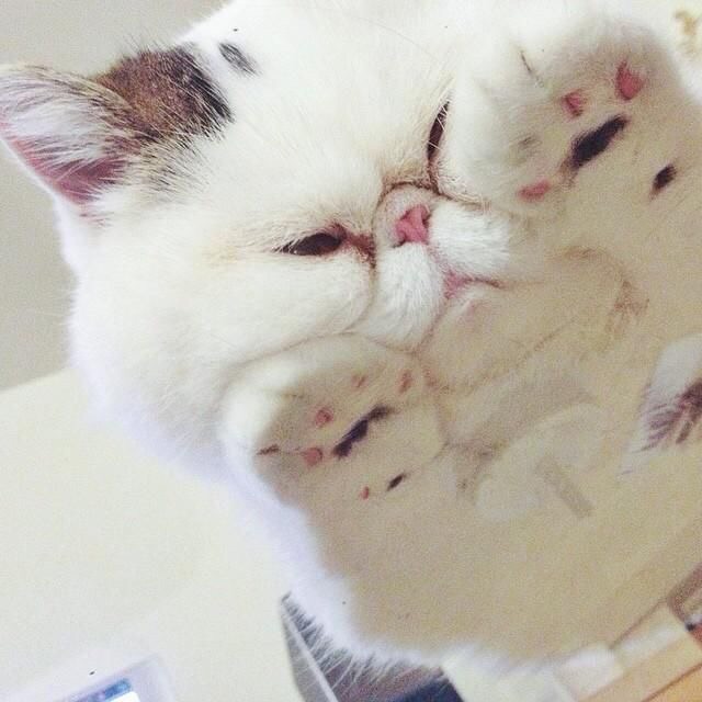 Немного милоты