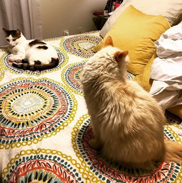 Прикольных котов пост