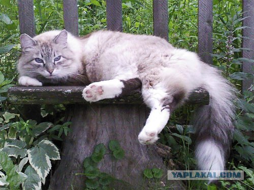 Последний бой.