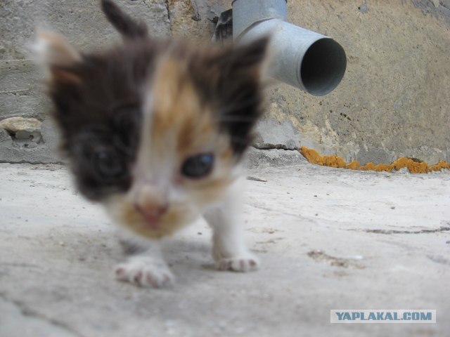 Котовторник 10. 07. 2012