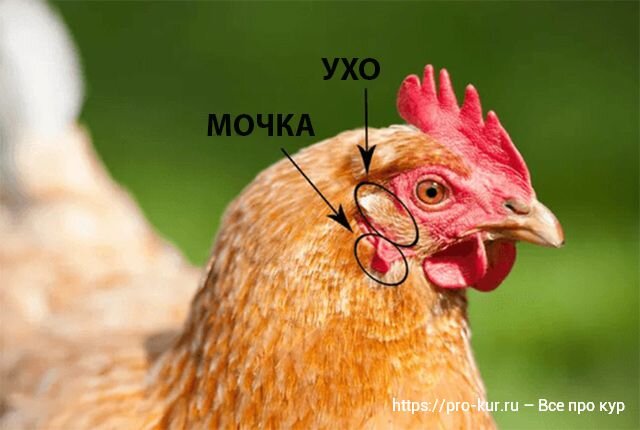 Интересное о курицах (птицах)
