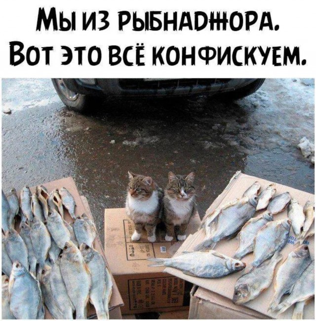 К котовторнику: подборка картинок-баянов с котиками и про котиков. Выпуск 3.