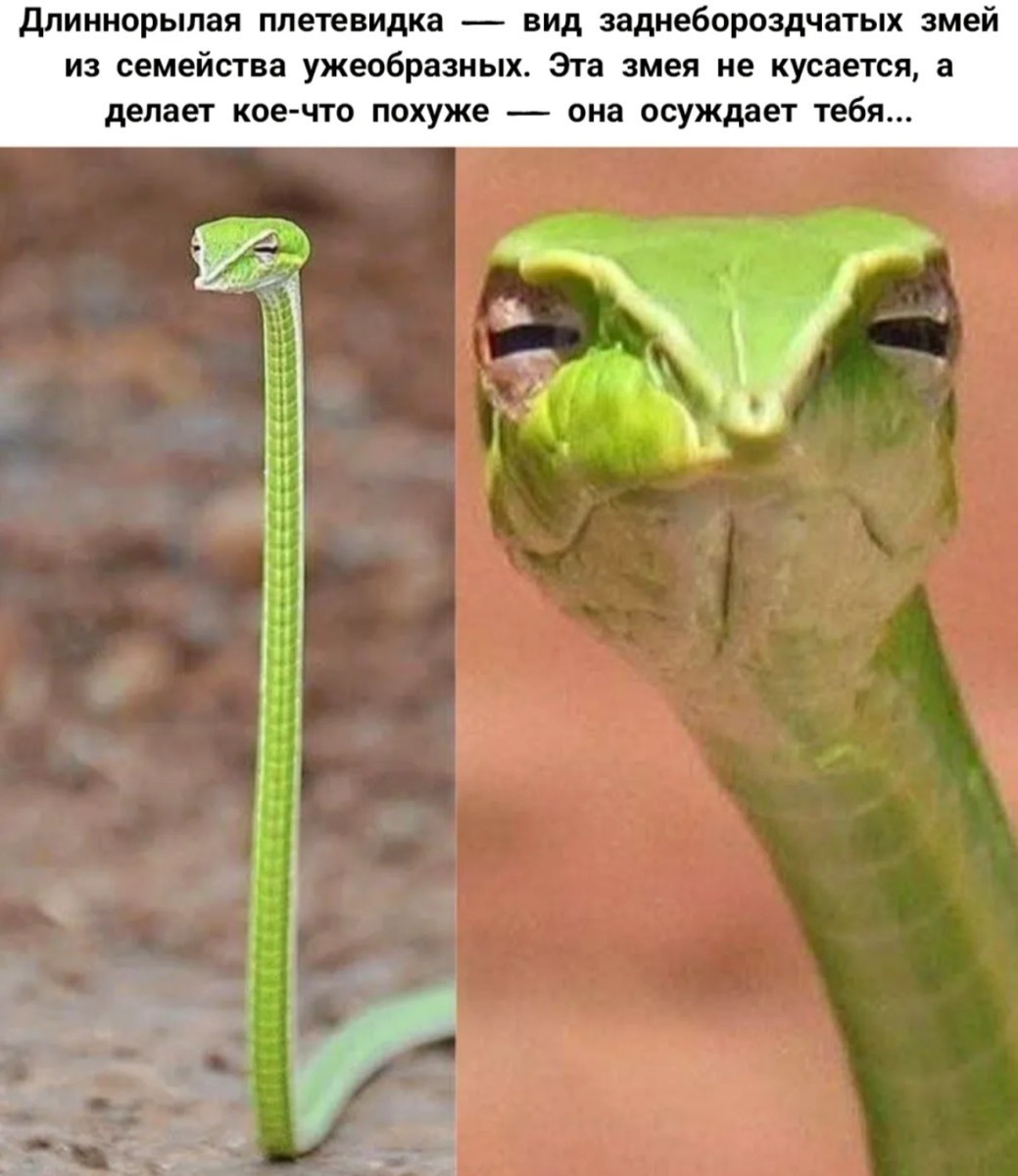 https://s00.yaplakal.com/pics/pics_original/7/3/7/20031737.jpg