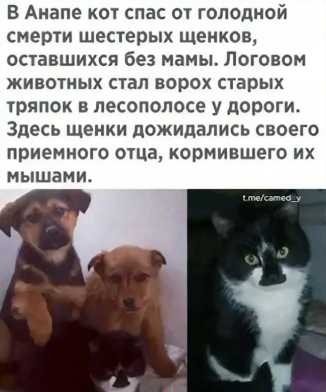 К котовторнику: подборка картинок-баянов с котиками и про котиков. Выпуск 10