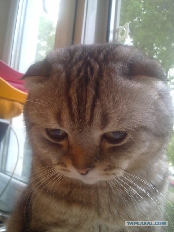 Невыразительные коты